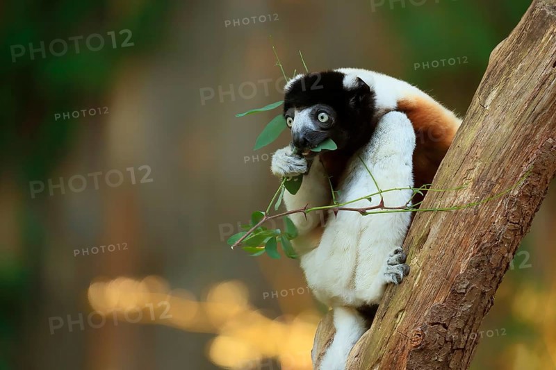 Crowned sifaka