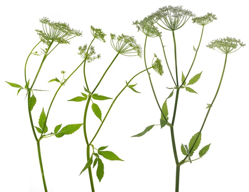 Flowering ground elder
