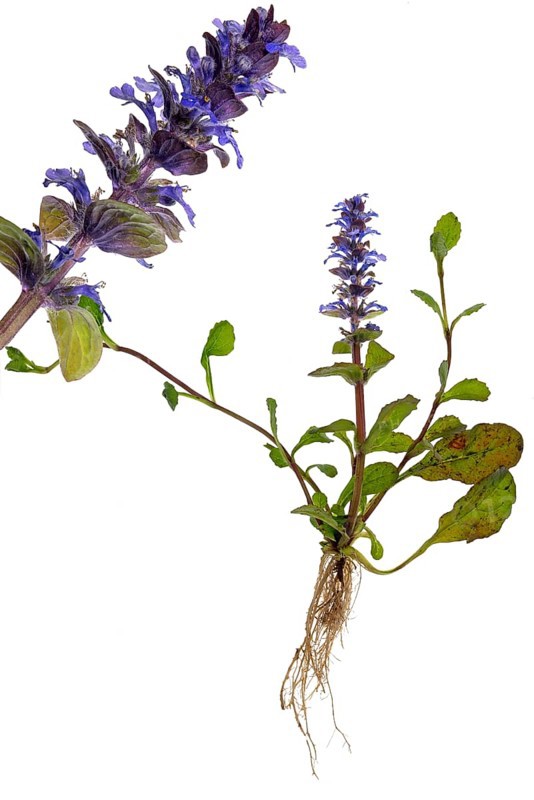 Blue bugle