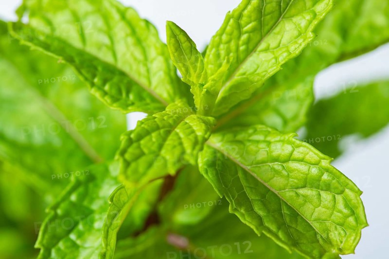 Macrophotography of Fresh peppermint