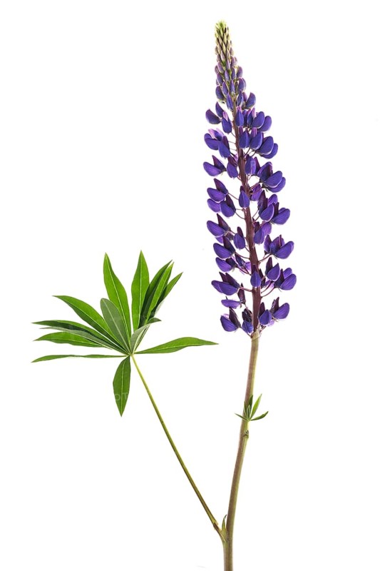 Bush of a lupine