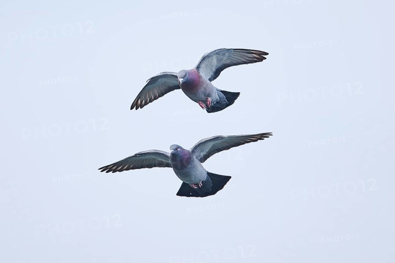 Feral pigeons