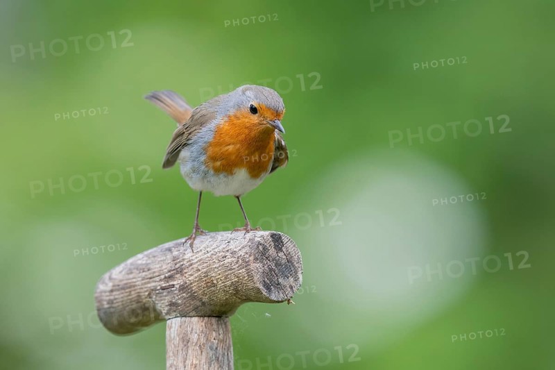 European robin