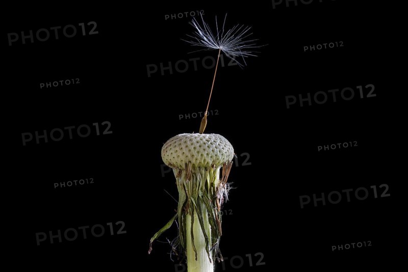 Withered dandelion