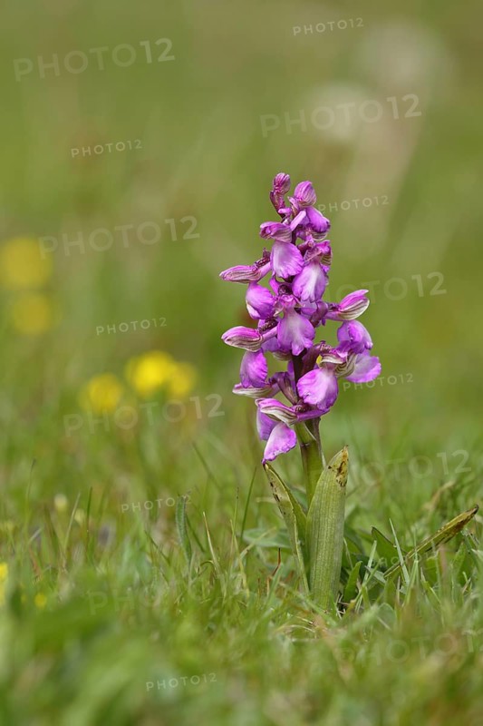 Green-winged orchid
