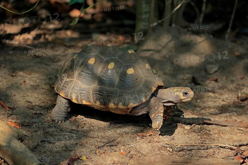 Red-footed tortoise