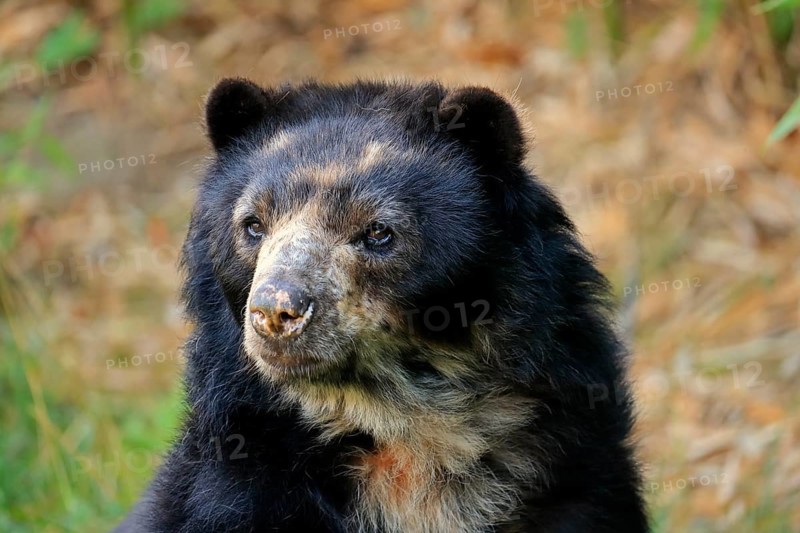 Spectacled bear