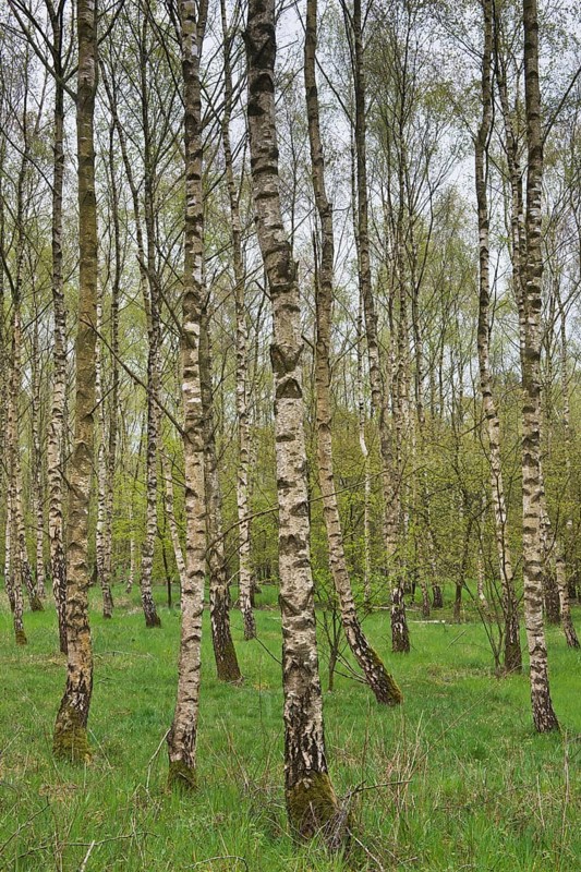 Birch forest