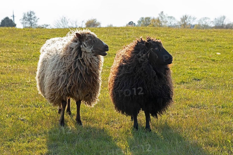 Norwegian sheep on the dike