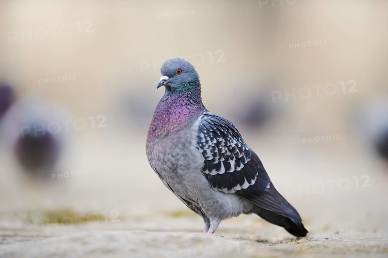 Feral pigeons