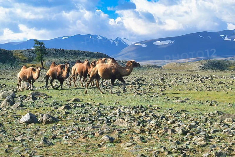 Bactrian camels