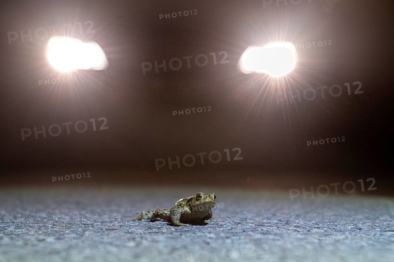 Common toad