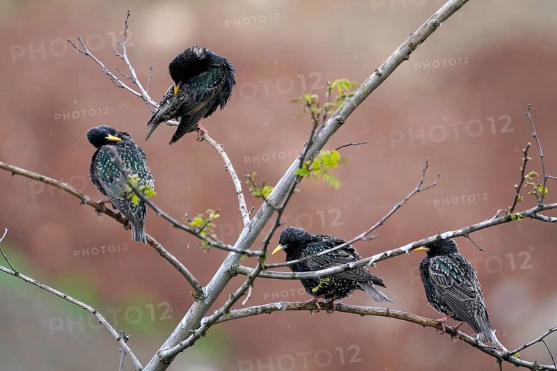Starlings