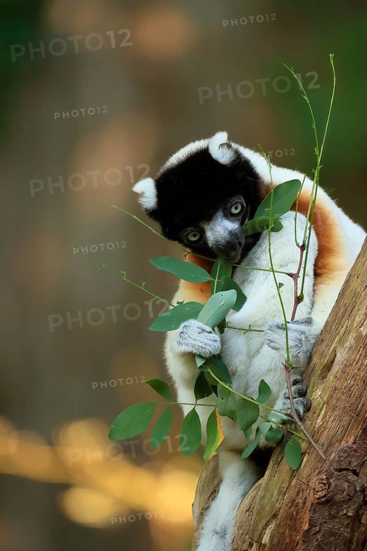 Crowned sifaka