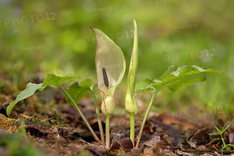 Arum