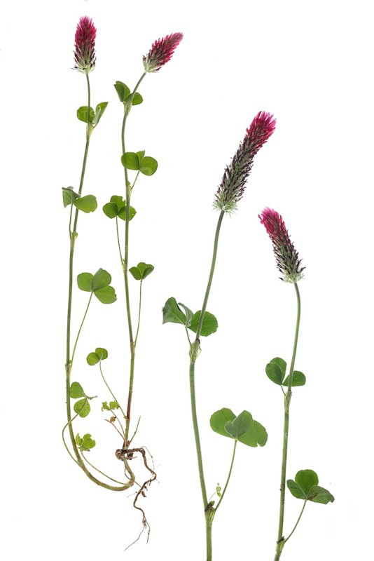 Incarnate clover