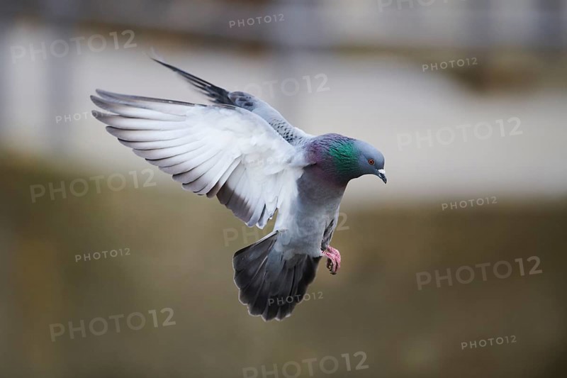 Feral pigeons