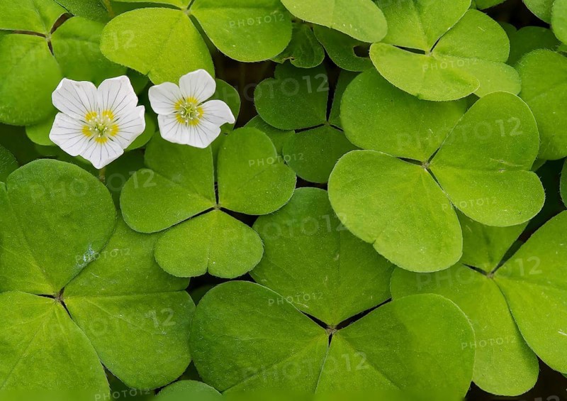 Wood Sorrel