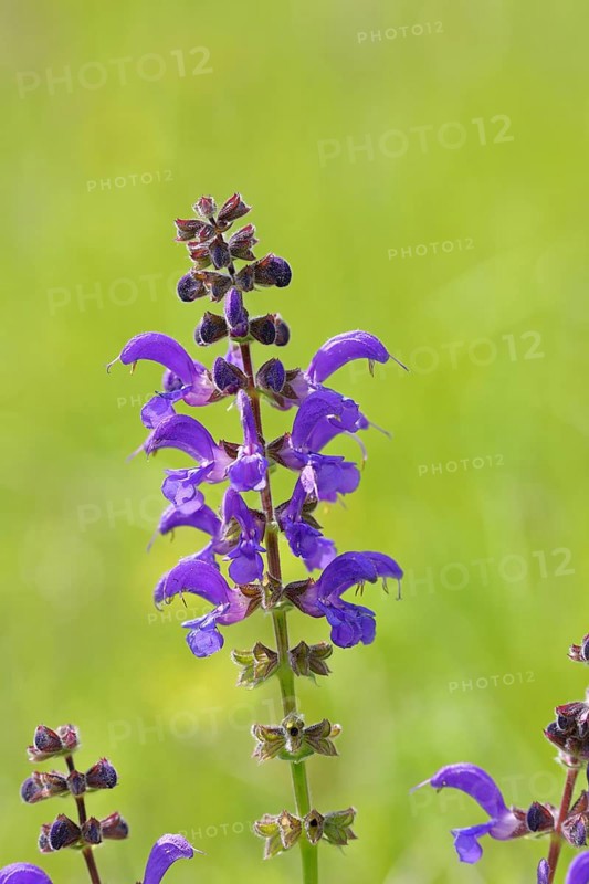 Meadow Clary