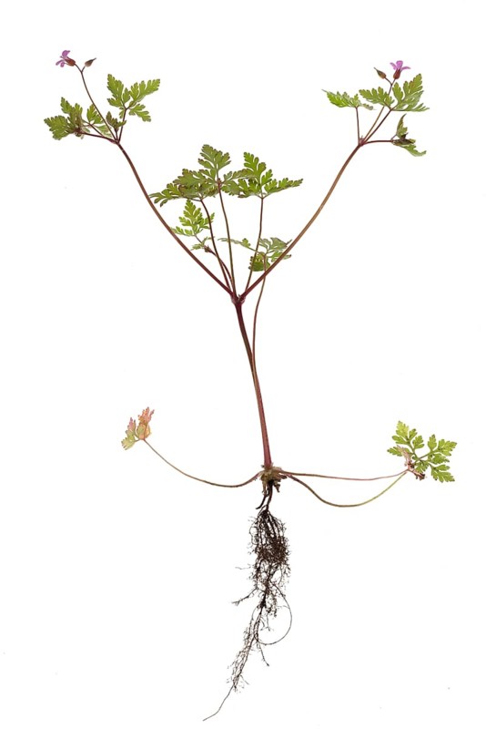 Ruprechtskraut or Stinking Cranesbill