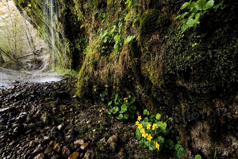 Marsh marigold