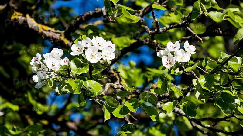 Pear tree blossoms