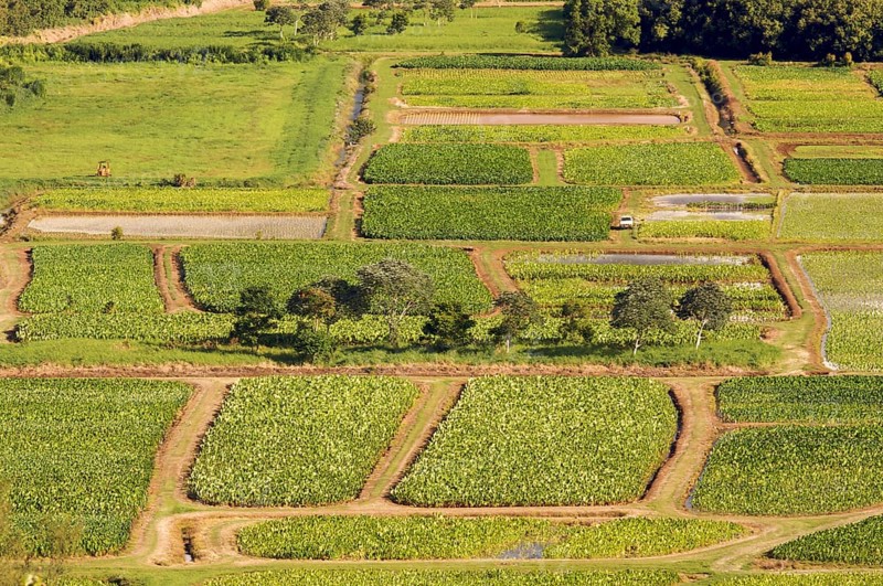 Hanalei valley and taro fields on kauai