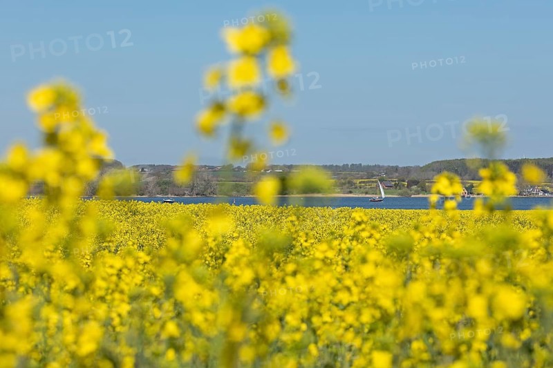 Rape field in bloom near Kopperby