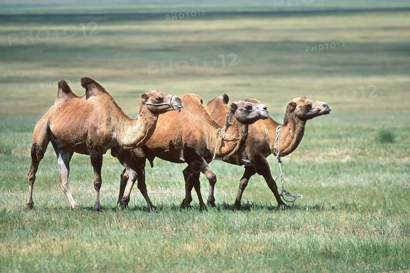 Bactrian camels