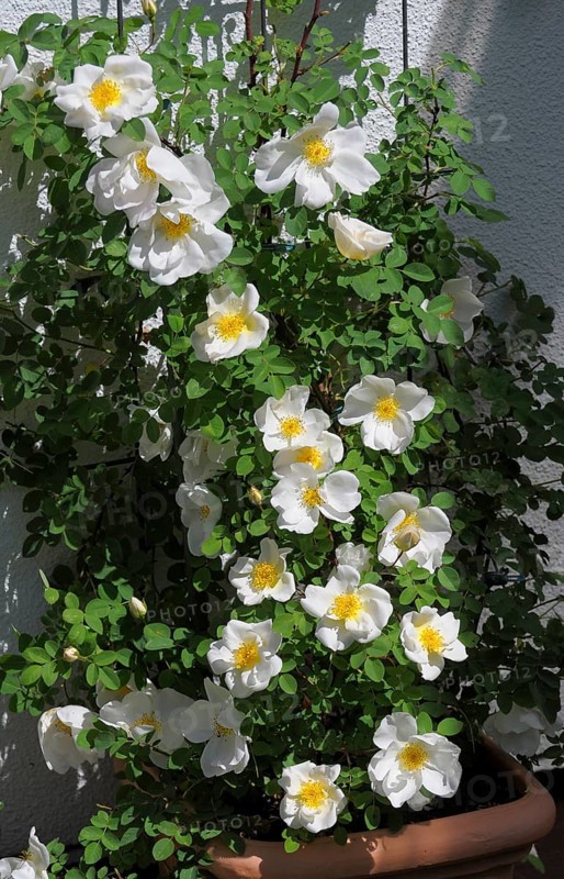 Dog rose