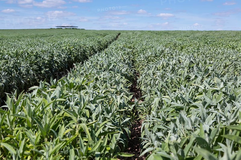 Field with sage