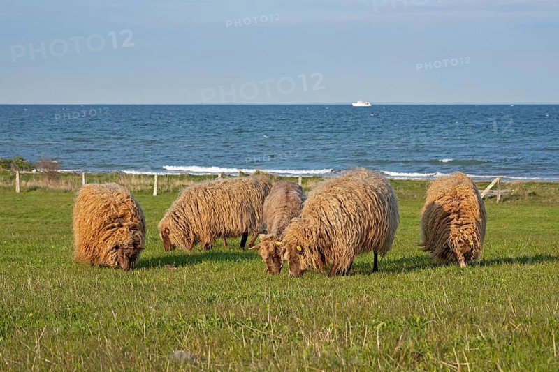 Norwegian sheep on the dike