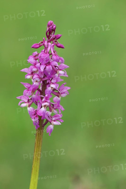 Man's orchid
