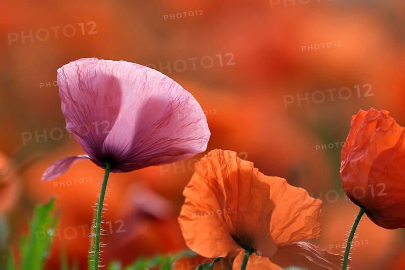 Pink and red poppy