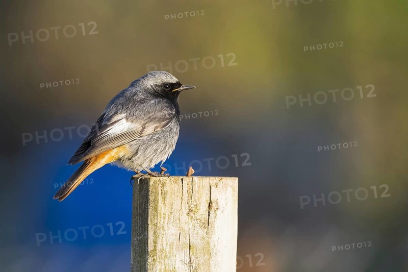 Black redstart
