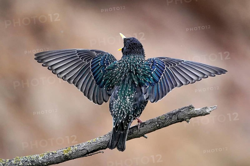 Starling