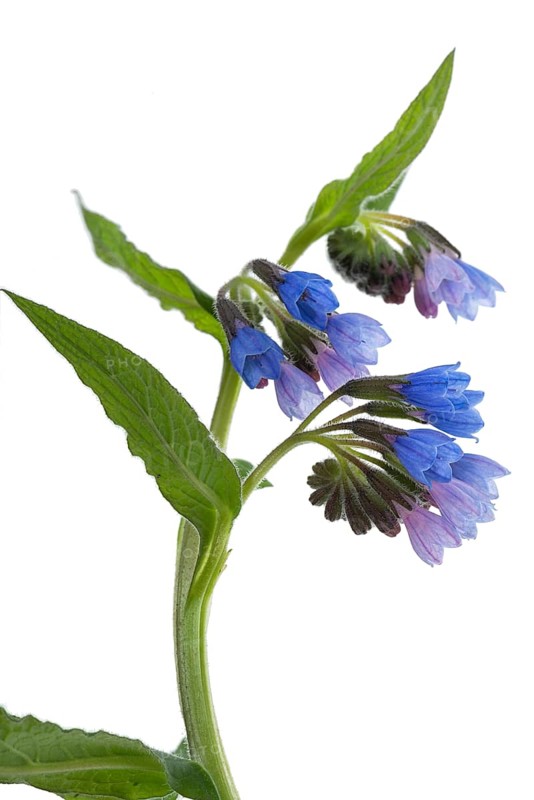 Comfrey flowers