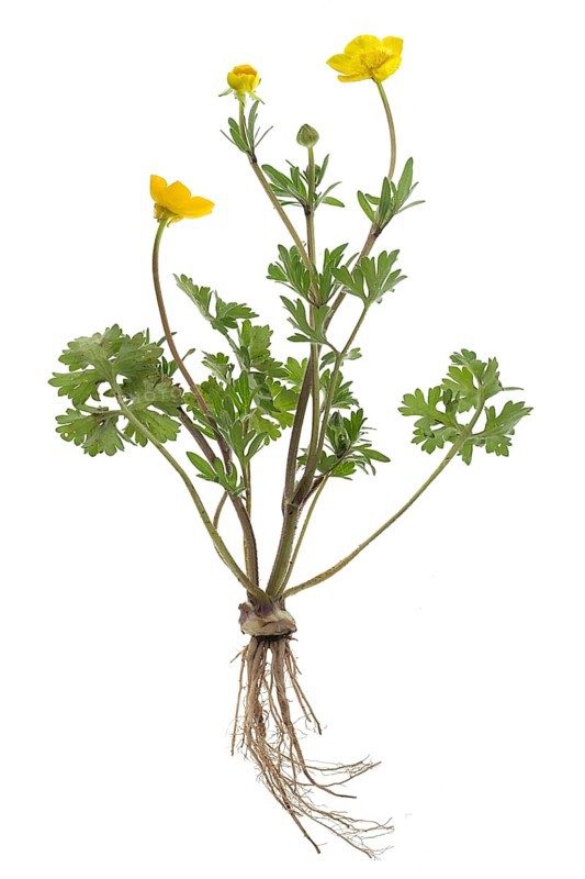Ranunculus bulbosus