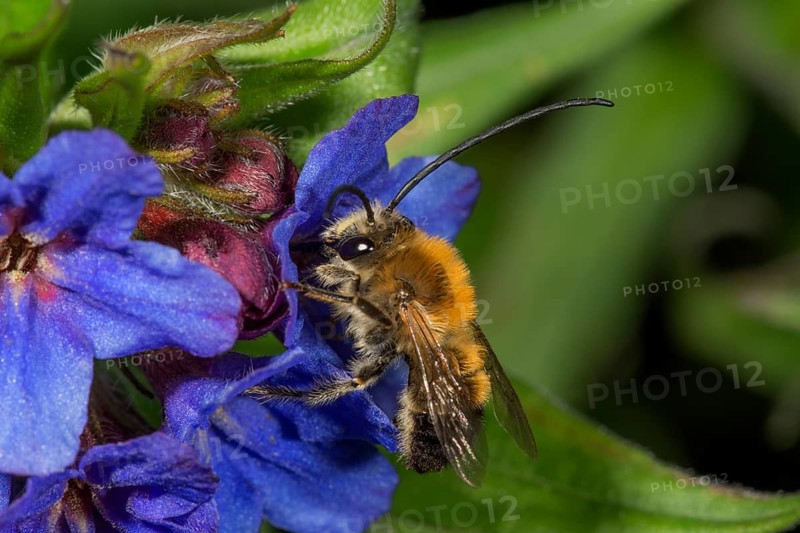Long-horned bee