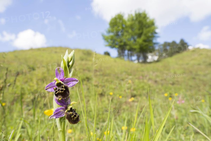Late spider-orchid
