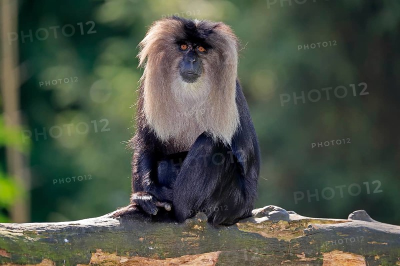 Lion-tailed macaque
