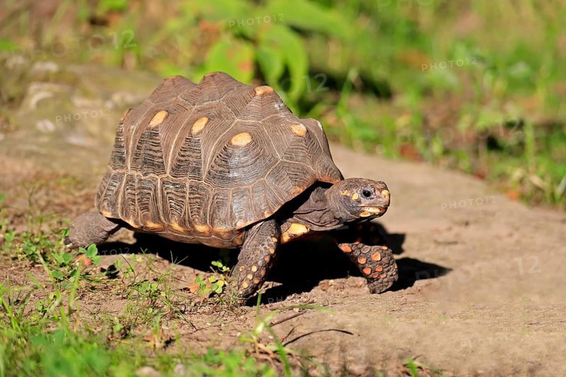 Red-footed tortoise
