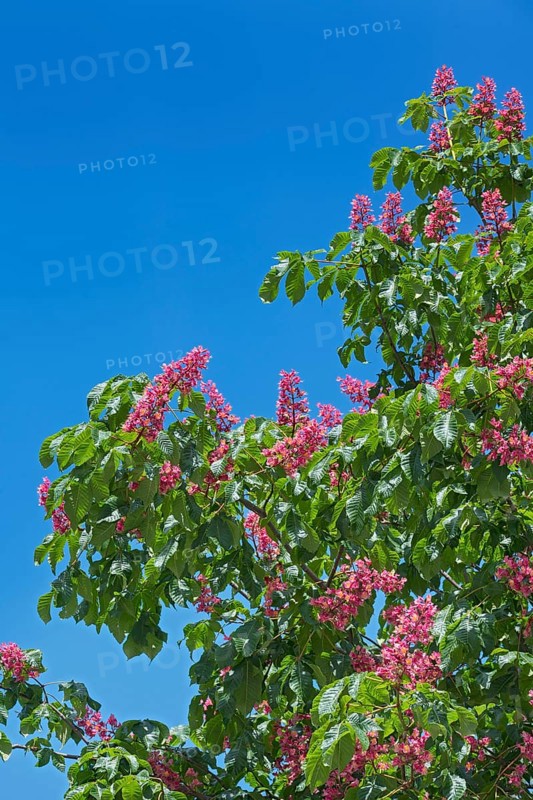 Red flowers of the horse chestnut