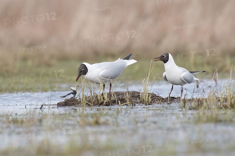 Black-headed gull