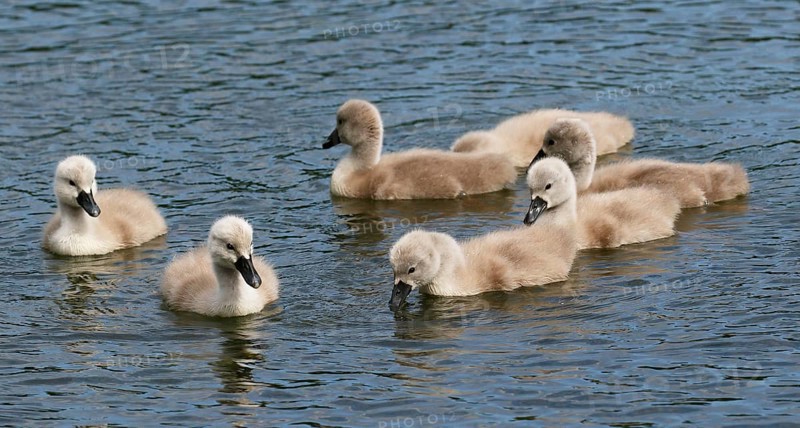Mute swans