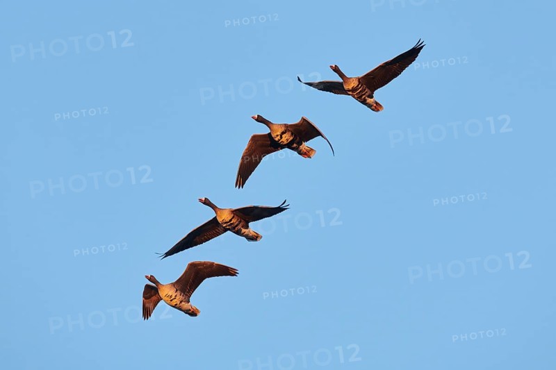 Greater white-fronted goose