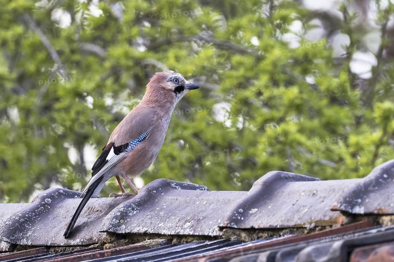 Eurasian jay