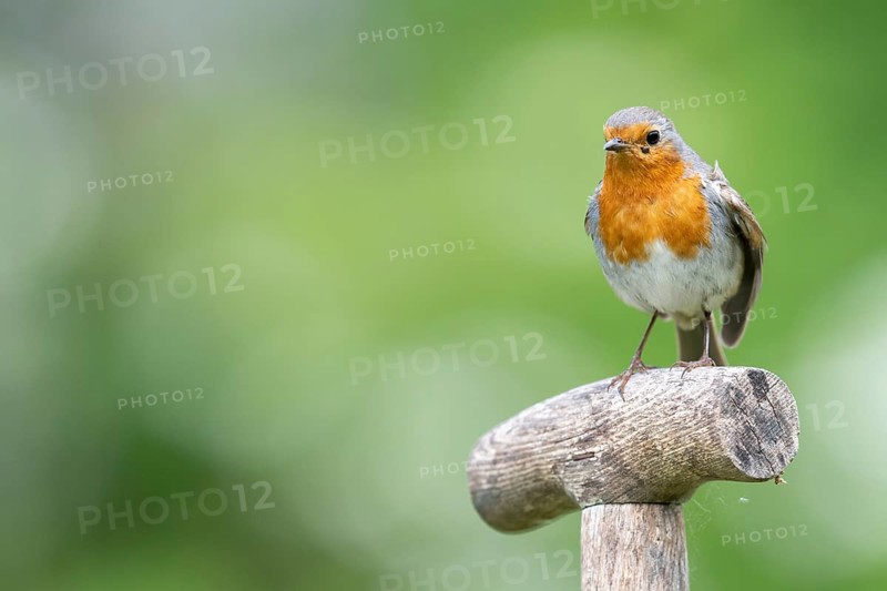 European robin