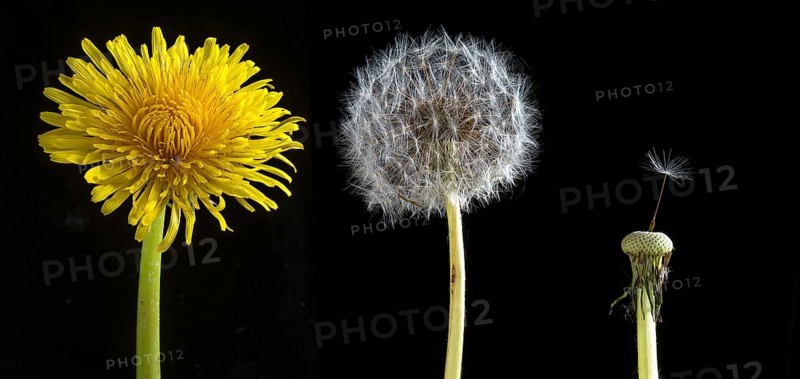 Flower and seedhead of common dandelion