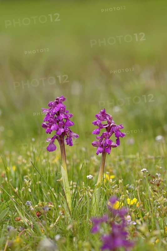 Green-winged orchid